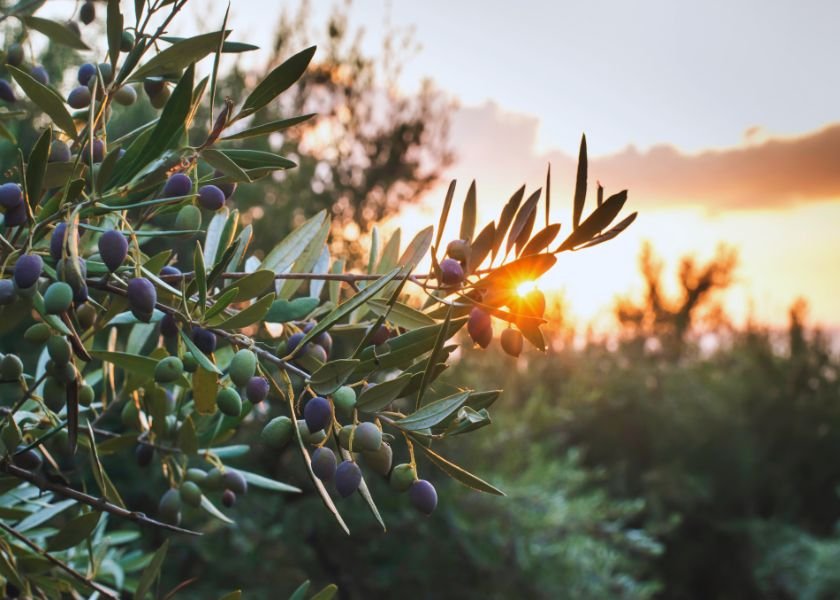 Olive Tree in Amorgos, Greece